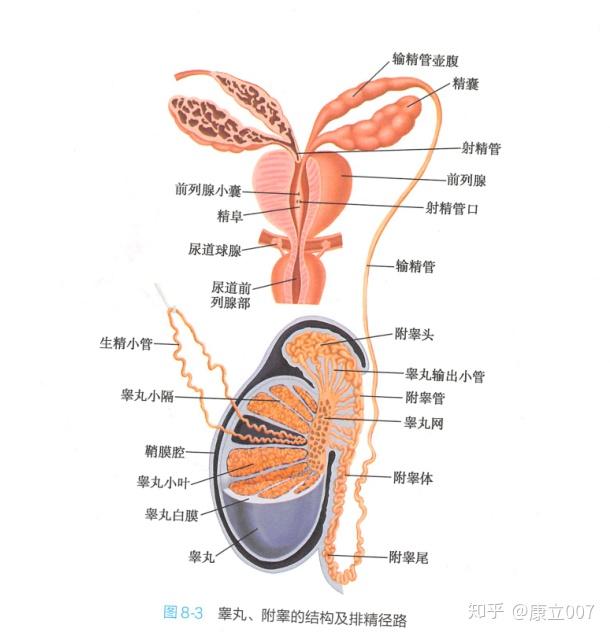 输精管末端膨大为输精管壶腹这句话为什么是错的呀