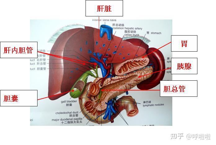 肝与胆的关系图图片