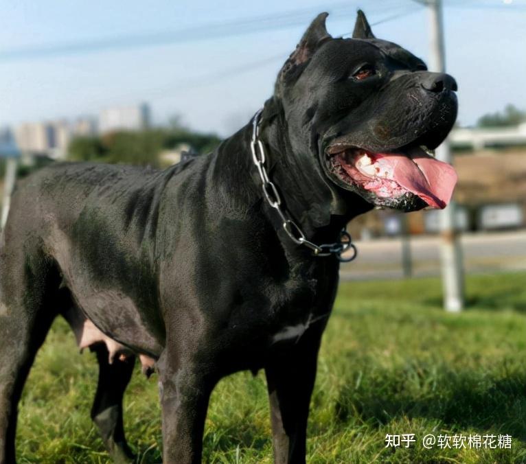 卡斯羅犬:產於意大利