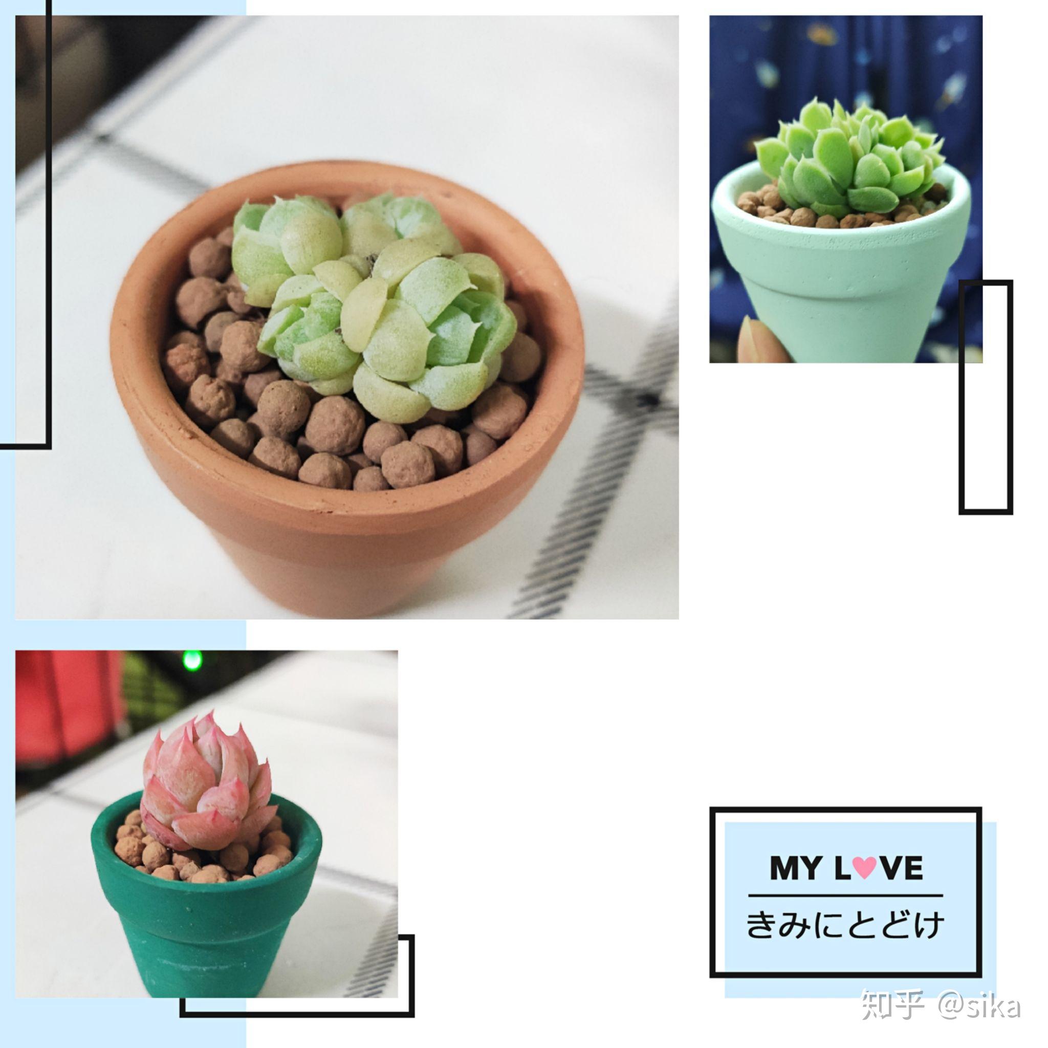 多肉小花盆可爱 v2-29513bb704d33ceb568252b5b1f4029e_r.jpg