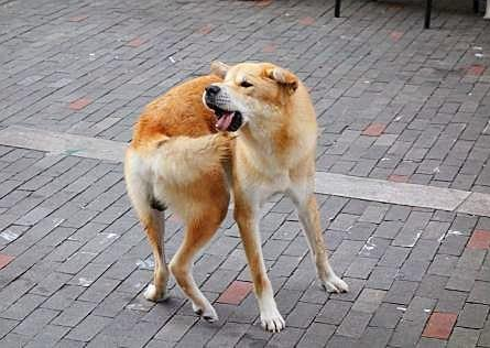 狗狗追尾巴转圈圈,追的是寂寞还是疾病? - 知乎