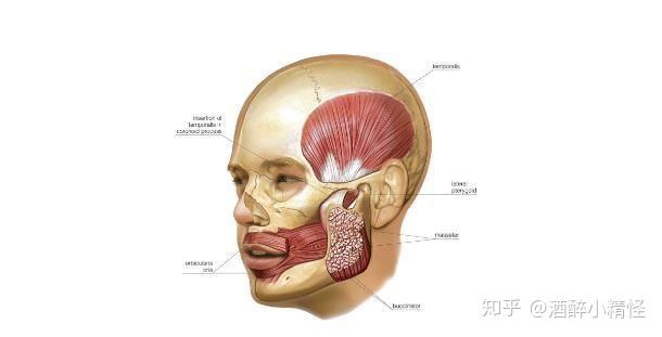 咀嚼肌是主要受到影响而产生萎缩的肌肉群