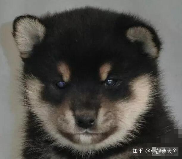黑柴的辨别与挑选,黑柴品相怎么看?黑柴幼犬怎么挑选? - 知乎