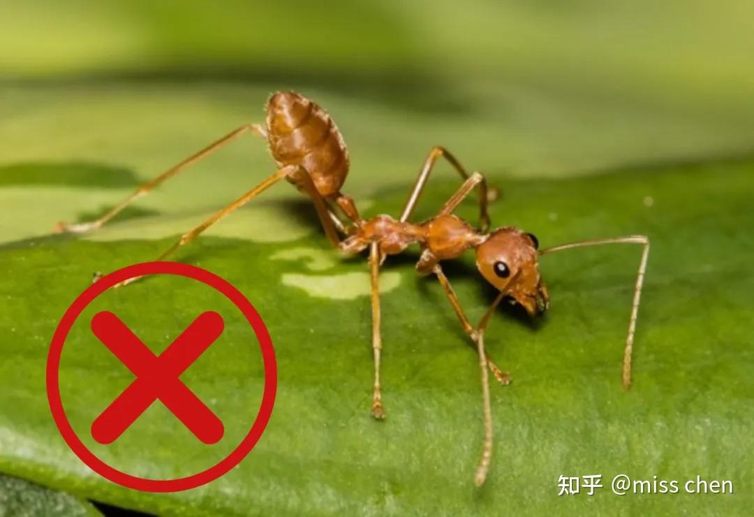 50张高清图带你全面认识红火蚁和蚁巢! - 知乎
