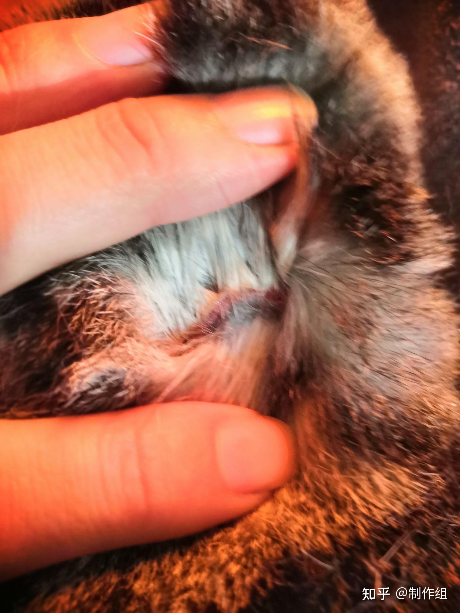 请问猫脖子上有一圈这种红红的像小肉球,是什么东西