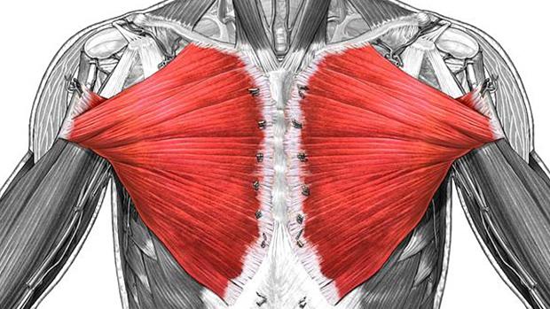 胸肋部和腹部的纤维向上外,位于锁骨部纤维的下后方