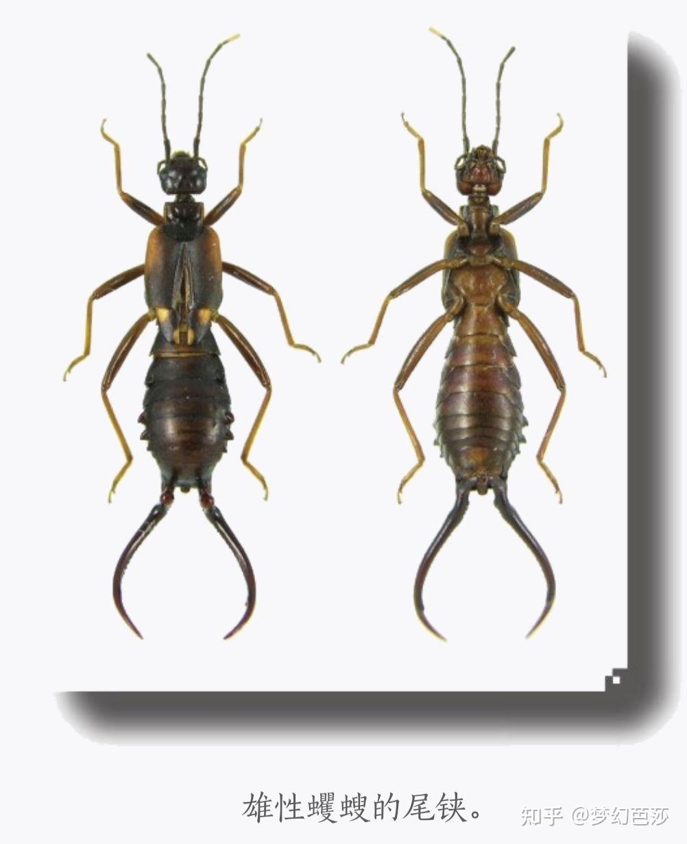 蠼螋,俗称耳夹子虫,剪刀虫,英文叫做earwigs - 知乎