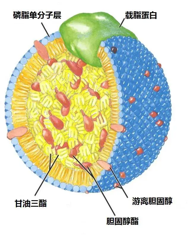 饱和脂肪酸和胆固醇更容易形成大脂肪微粒,典型的就是乳糜微粒.