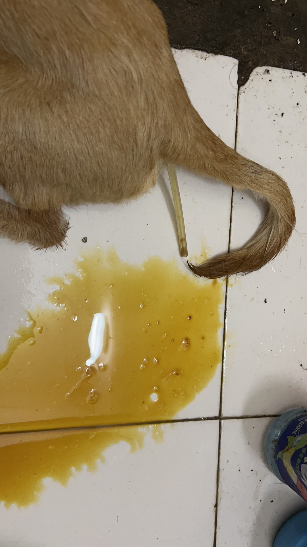 在家给狗狗治疗细小经验分享 - 知乎