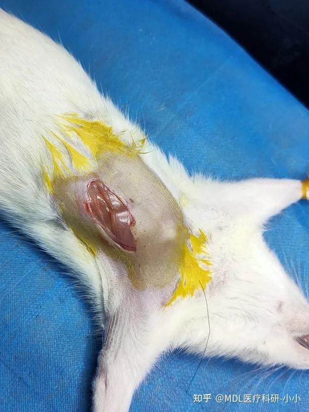 8步教会你,如何制备心肌缺血再灌注模型!(图文详解)