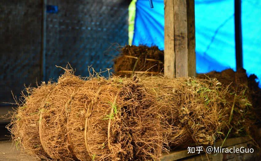 岩兰草也叫香根草,作为植物根部可以向下生长至13英尺,可以稳定土壤和
