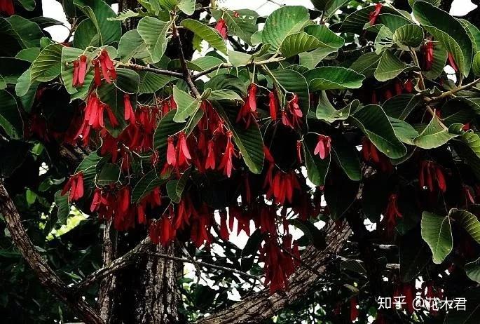 国家Ⅰ级保护濒危珍稀植物:东京龙脑香