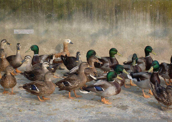 绿头鸭养殖市场分析