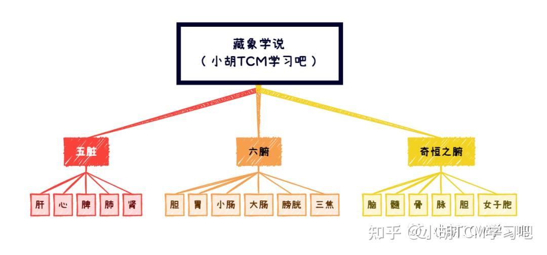 中基学——奇恒之腑(脑) - 知乎