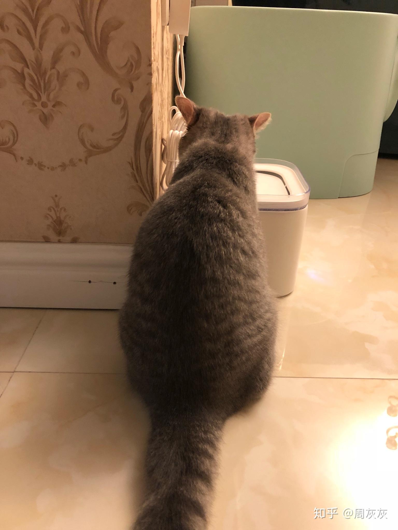 满满干货(铲屎要注意什么事项)铲屎要注意什么细节,(图16) 满满干货(铲屎要注意什么事项)铲屎要注意什么细节,(图16)