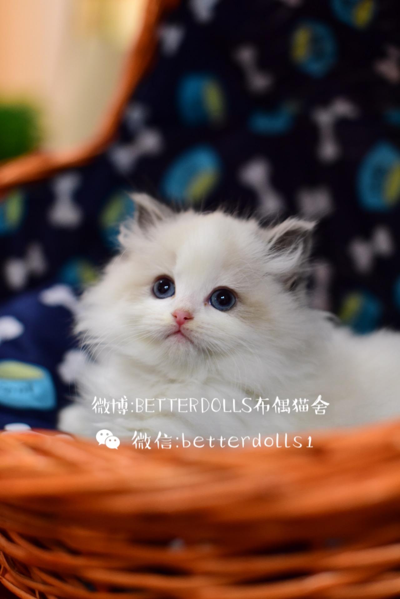 大家喜欢布偶猫的哪个花色很多? - 匿名用户的