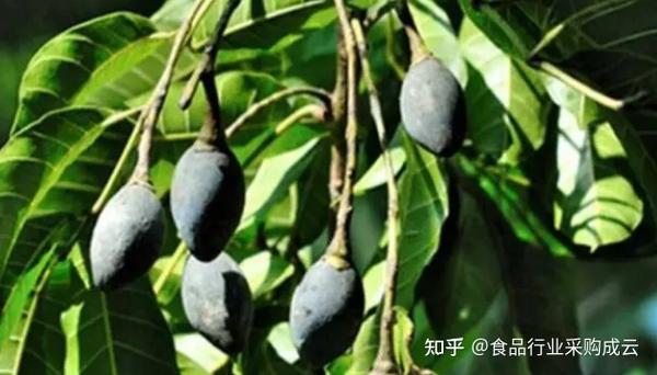 【食材篇】黑橄榄 - 知乎