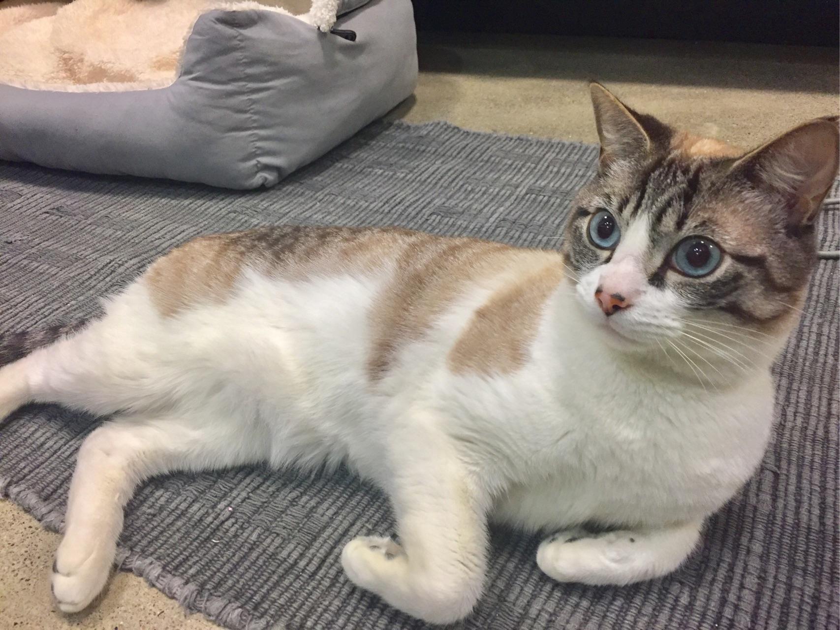 暹罗猫有山猫纹手套色么