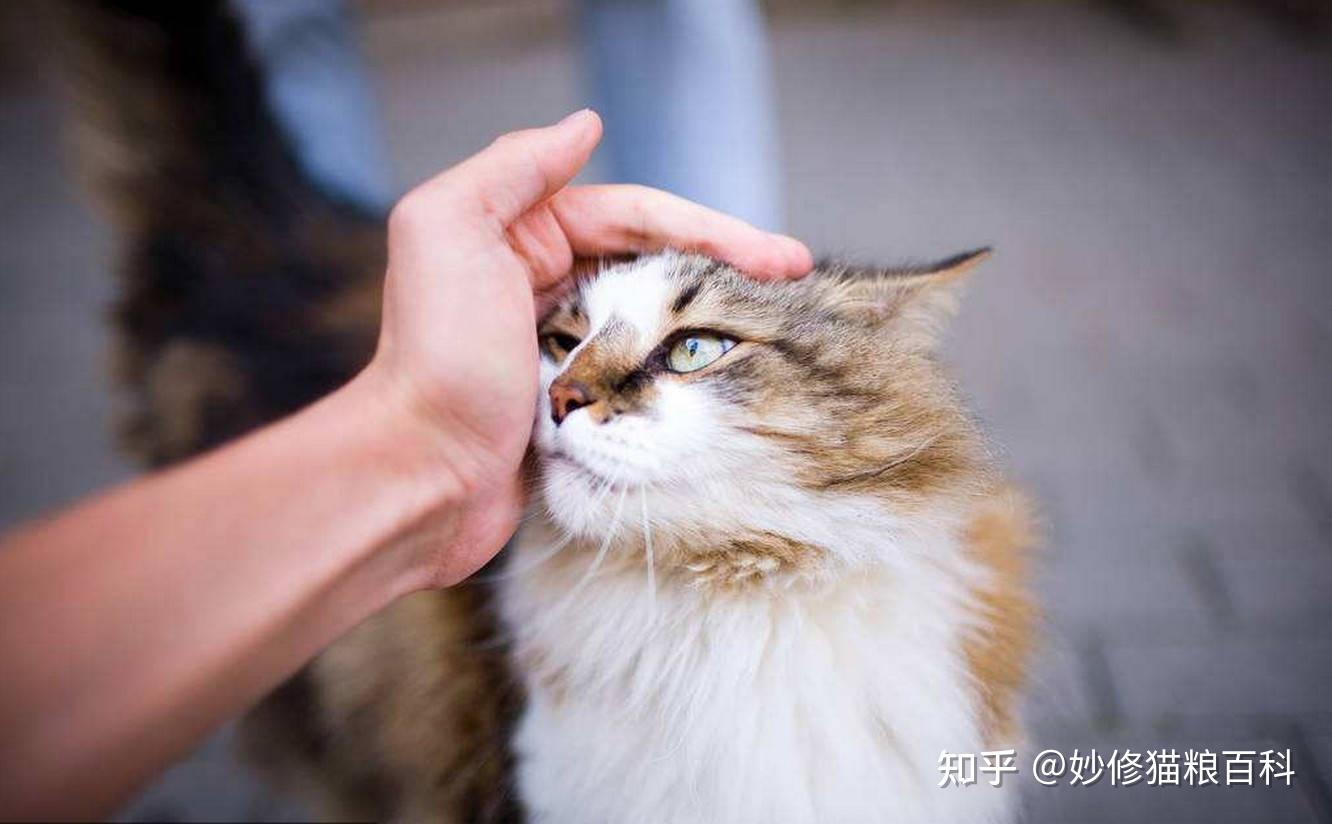 当你抚摸猫咪的“头部”时，它是怎么想的？ - 知乎