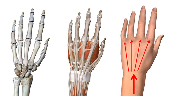 时手腕的受力情况就知道了这个是手腕骨骼的结构图当手腕伸直受力时