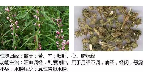 史上最全中草藥圖譜附主治功效最值得您收藏的乾貨