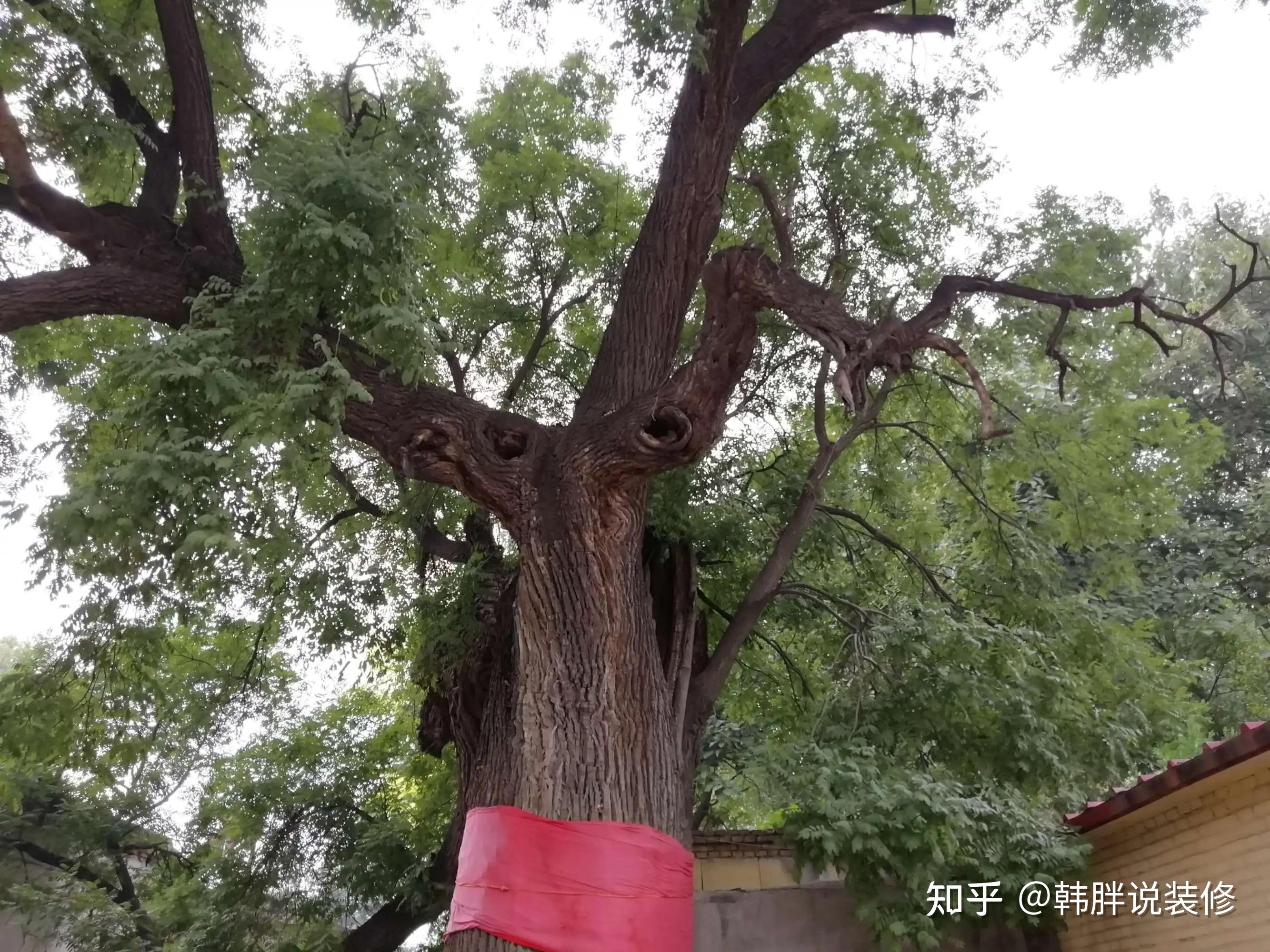 “家种5阴树,灾多人不富”,树分阴阳,宅院千万别乱种树 - 知乎