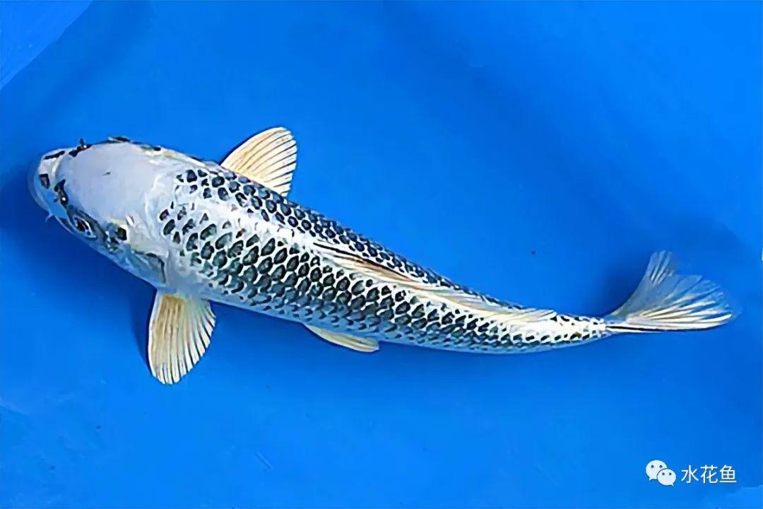 2白金黄金锦鲤1山吹黄金锦鲤全身土黑色而脊鳍基部呈金色或银色的鲤鱼