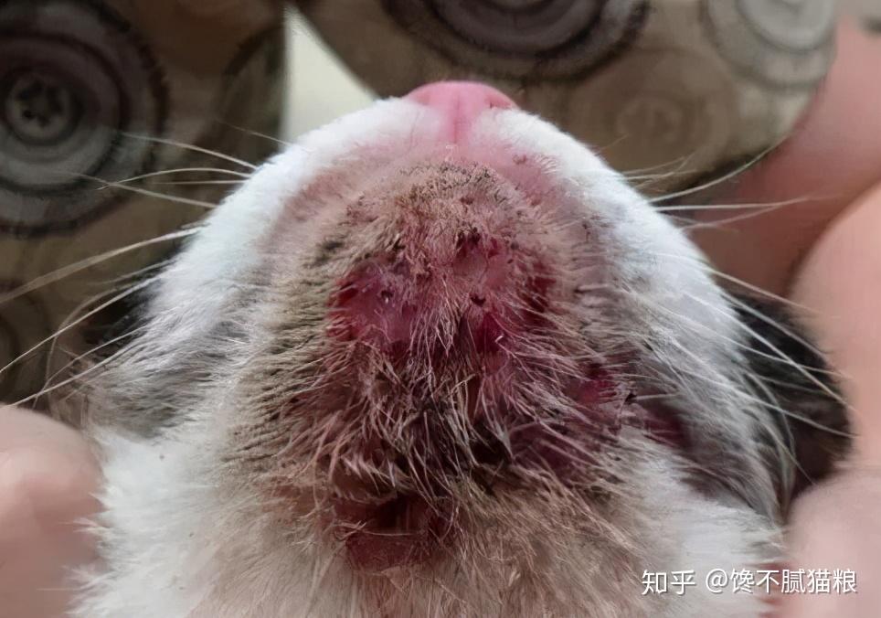 猫咪黑下巴怎么治