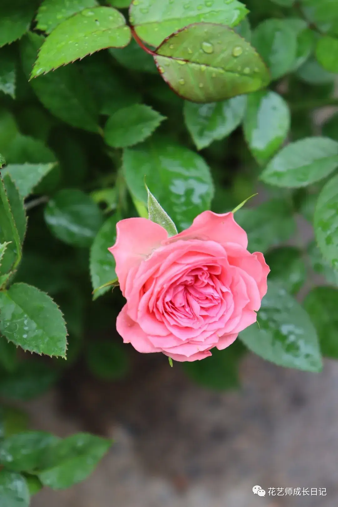 每日一花 | 月季的简单主义之美 - 知乎