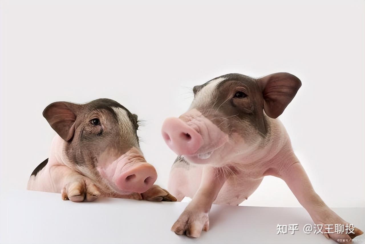 A股:“猪肉板块”迎来“加速期”,核心企业名单,仅此6家? 知乎