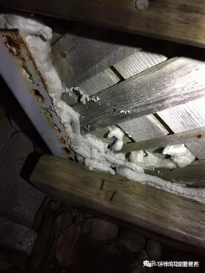 知识点加拿大卡尔加里如果家里发现了老鼠怎么办