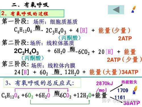 什么叫元素反应 v2-29dd909d35bf41aa3cd1746cb27a2afa_r.jpg