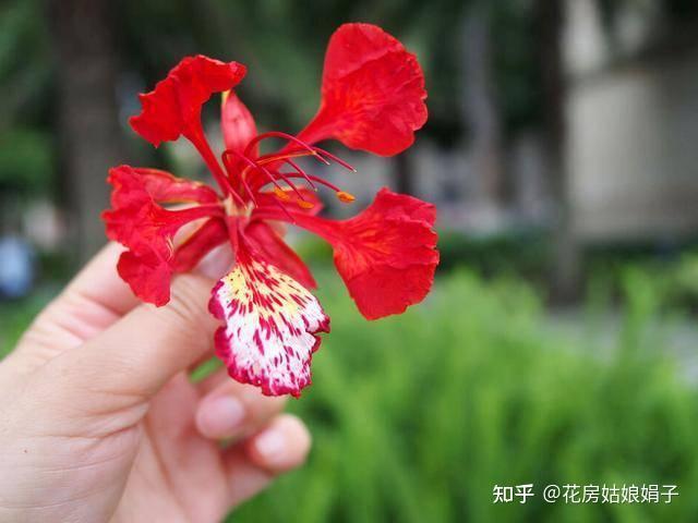 笑死！养大半年花才发现是塑料花，网友：一花传三代，人走花还在 - 知乎