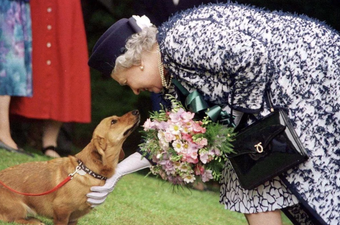 【英国生活】短腿柯基竟与女王结下八十几年缘分? - 知乎