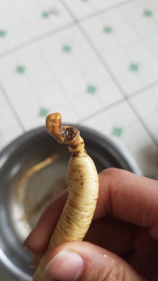 第一次做的小红参