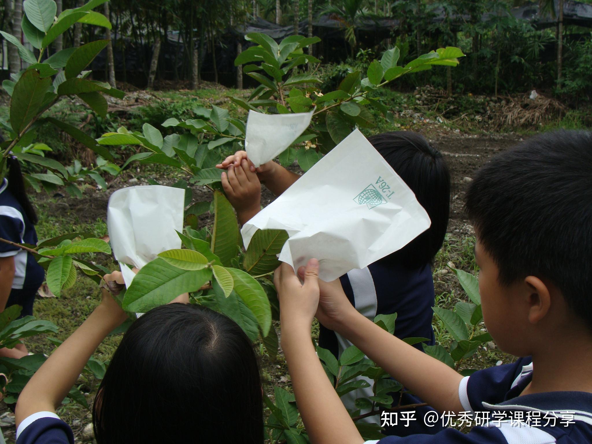 劳动/自然教育课程简案:疏果与套袋实验