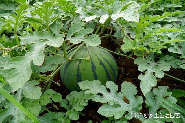 夏季種植西瓜做好這些田間管理西瓜又大又甜