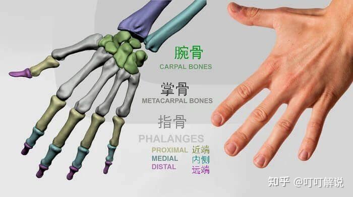 艺术家的手部解剖学:基本形状 - 知乎