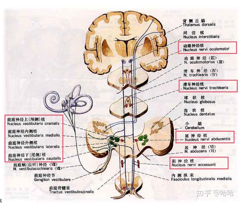 平衡觉传导通路 - 知乎