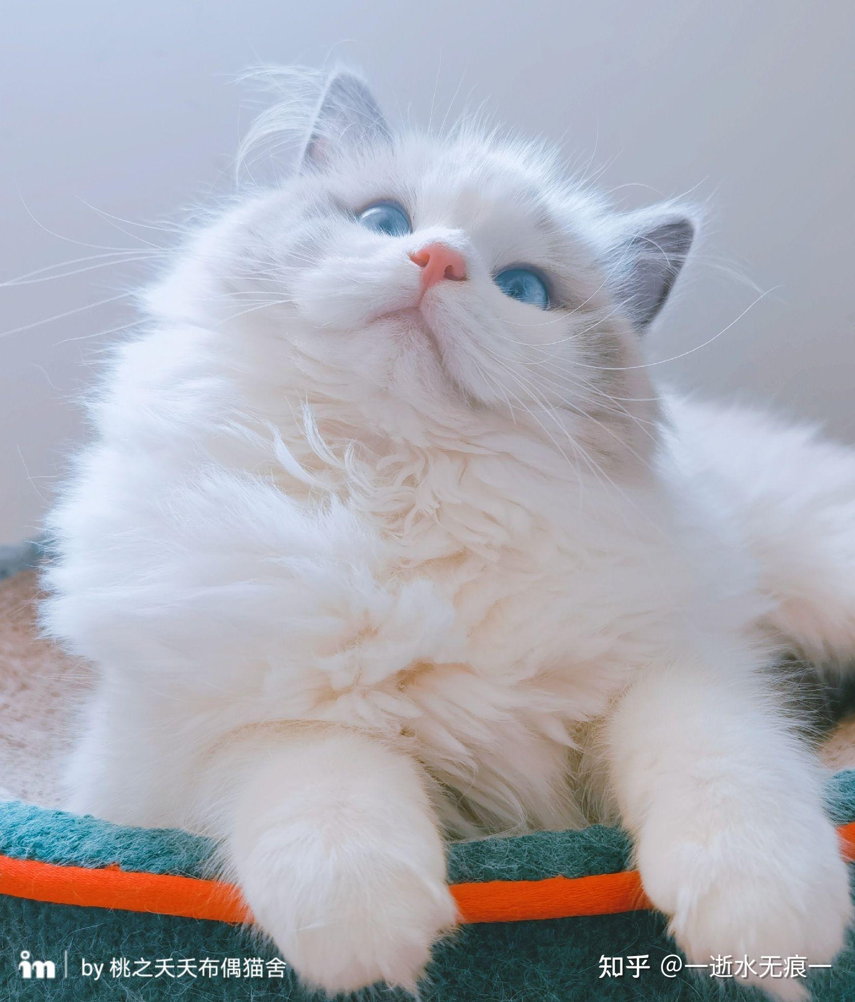 养一只很可爱的布偶猫是什么体验