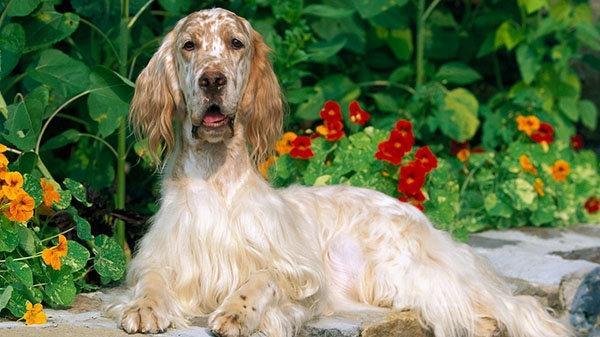 nzpap宠友社交宠物百科英格兰雪达犬