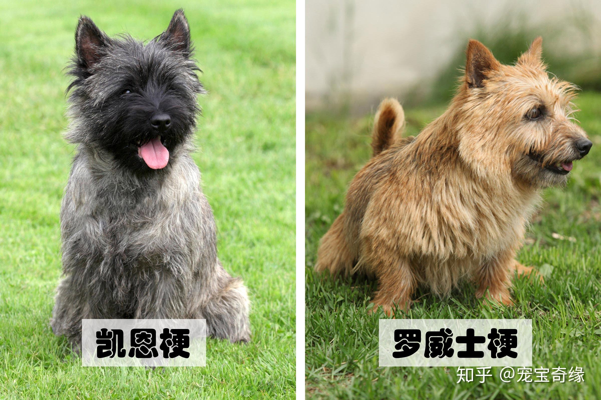 猜猜看你能分辨出这些外貌几乎相同的狗狗吗