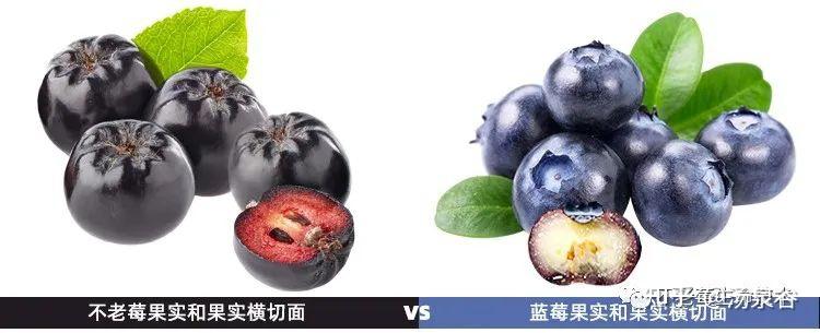 蓝莓,英文名blueberry又名笃斯,黑豆树,都柿,甸果,地果,龙果,蛤塘果