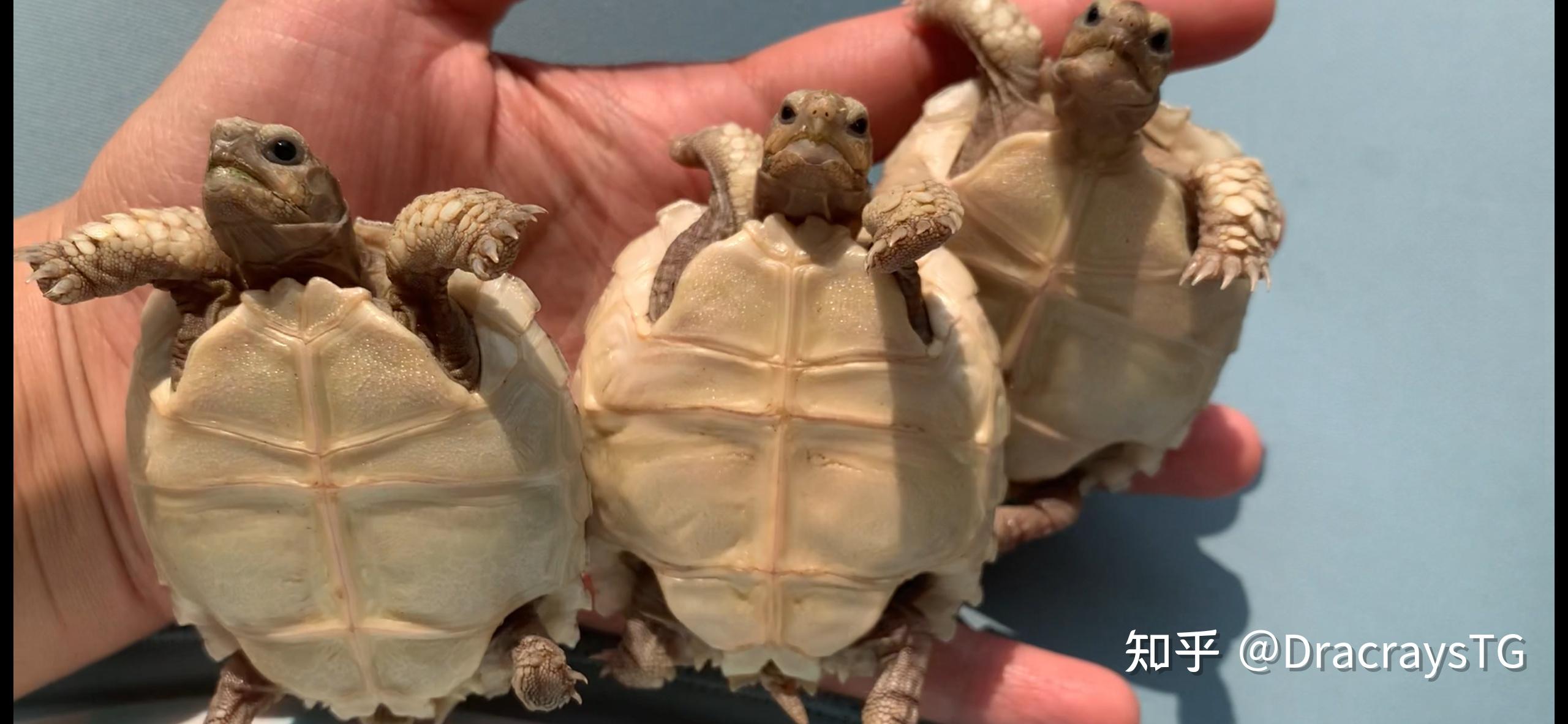 「苏卡达陆龟」爱好者接地气的经验分享！ – 玄武大世界