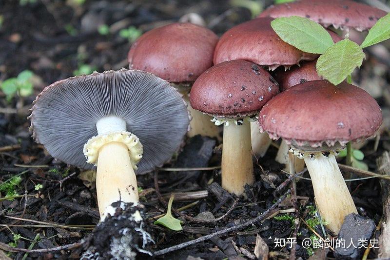 【地球生物全系列——从单细胞到人类】伞菌目—球盖菇科 - 知乎