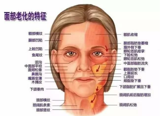 导致面部衰老的原因？为什么需要抗衰老？怎么抗衰老？ - 知乎