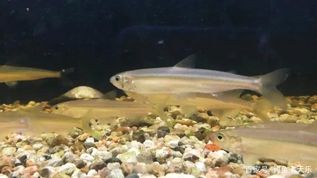 新疆大头鱼及其生存环境