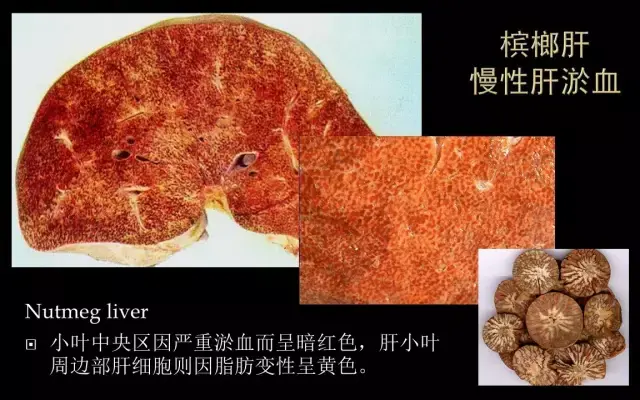 病理学大体标本库