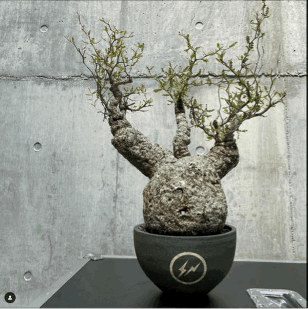 儿童节在即,你不能不知道这款潮玩——盆栽- 知乎 激安売上 大正時代 大盆 テーブル用品