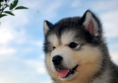 阿拉斯加幼犬照片可爱图片